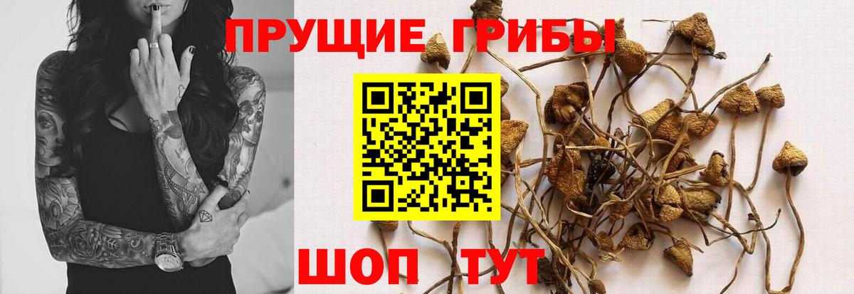 Гагарин  Псилоцибиновые грибы Psilocybine cubensis  как найти закладки  Галлюциногенные грибы Psilocybine cubensis  Вход с VPN 